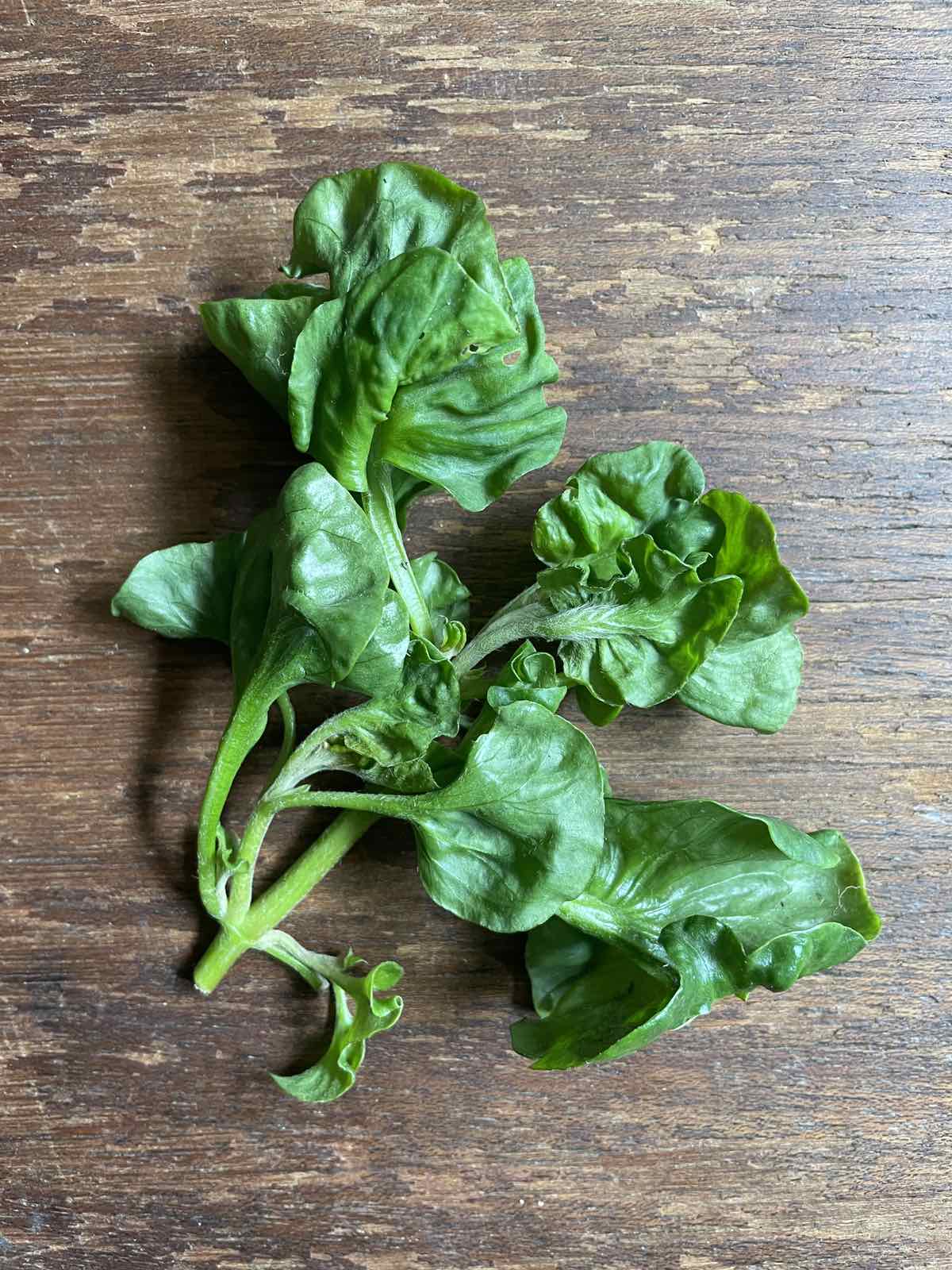 Brazilian Spinach