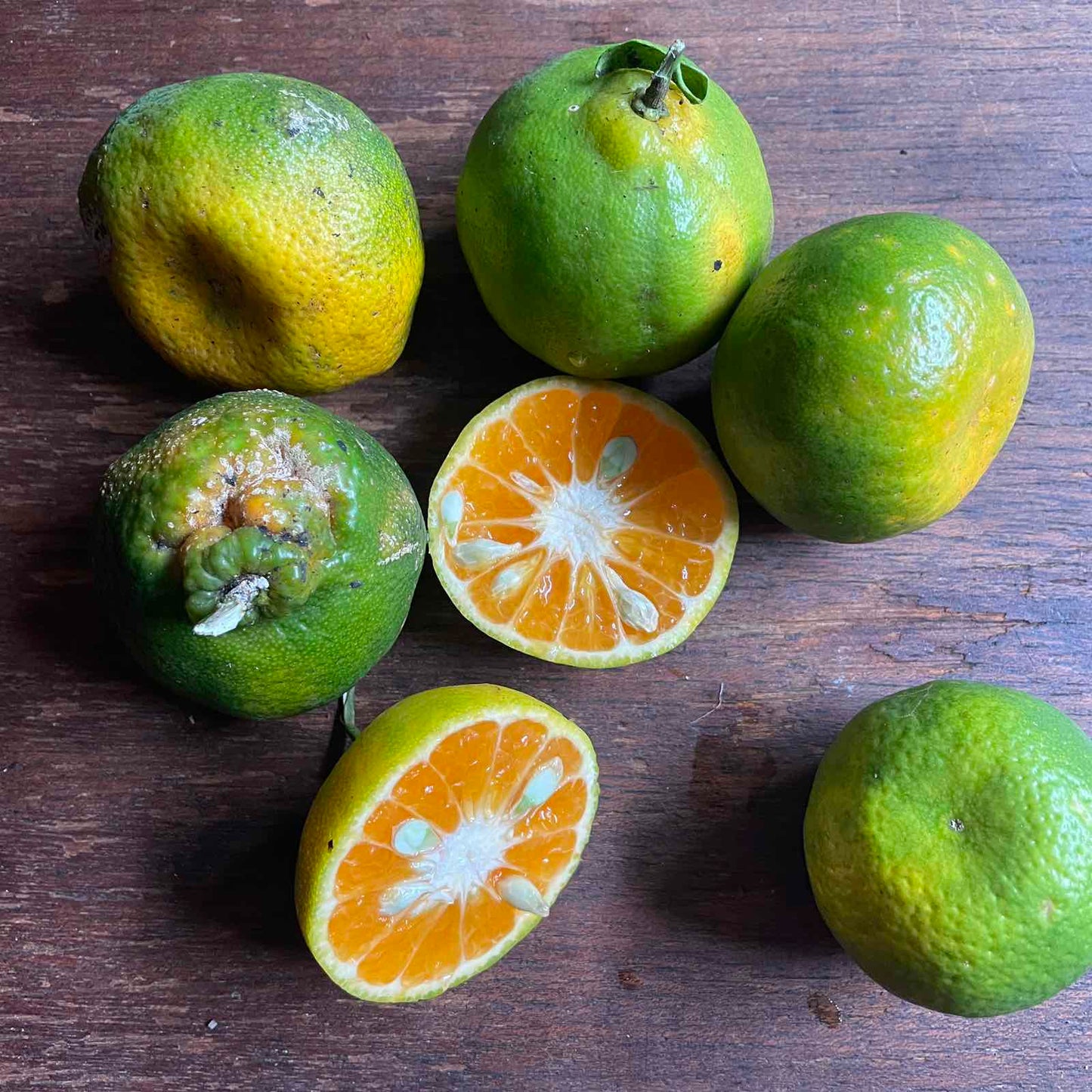Bauko Citrus (Ponkan/Mandarin)