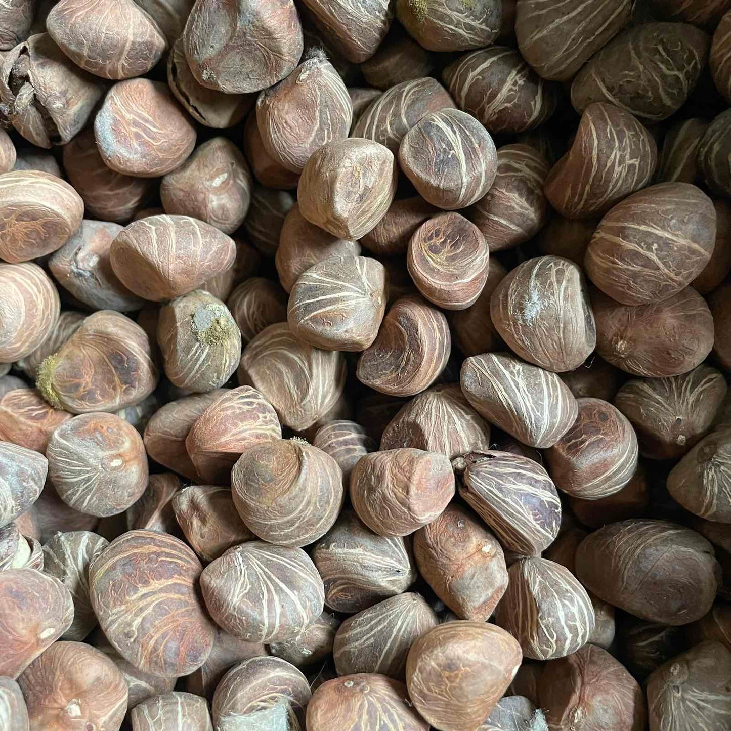 Chestnuts