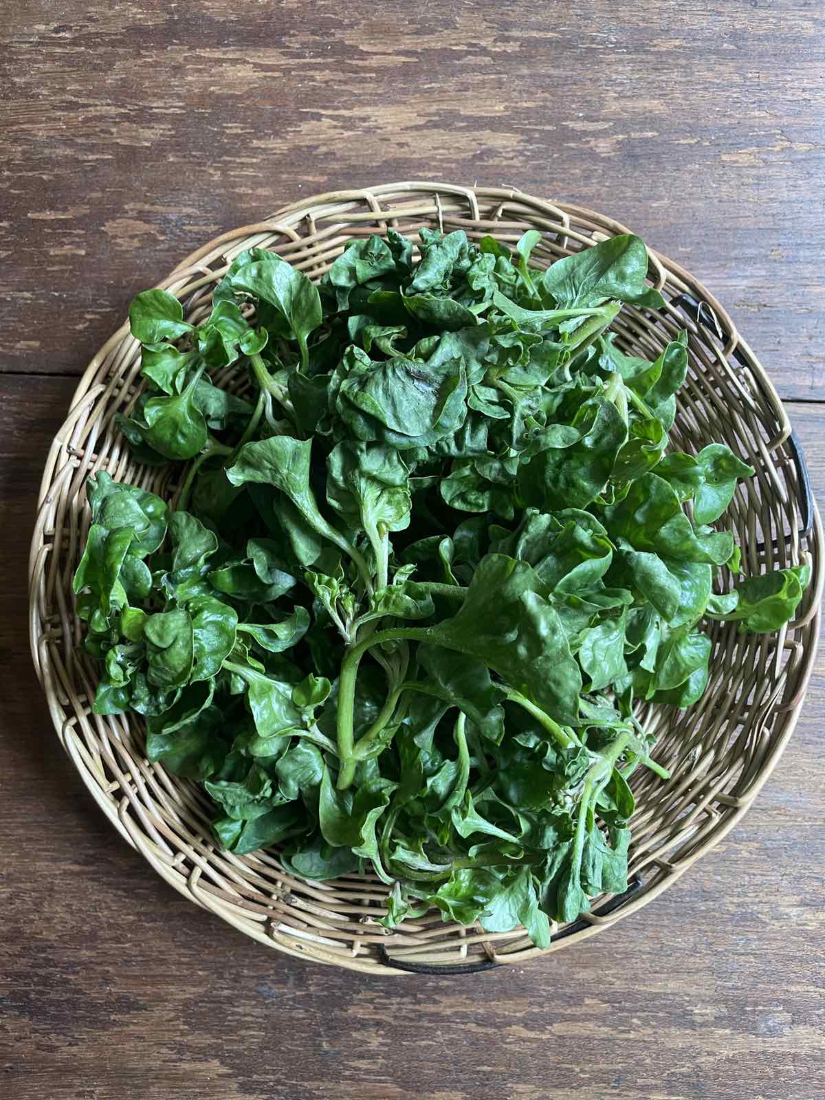 Brazilian Spinach