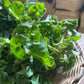 Brazilian Spinach