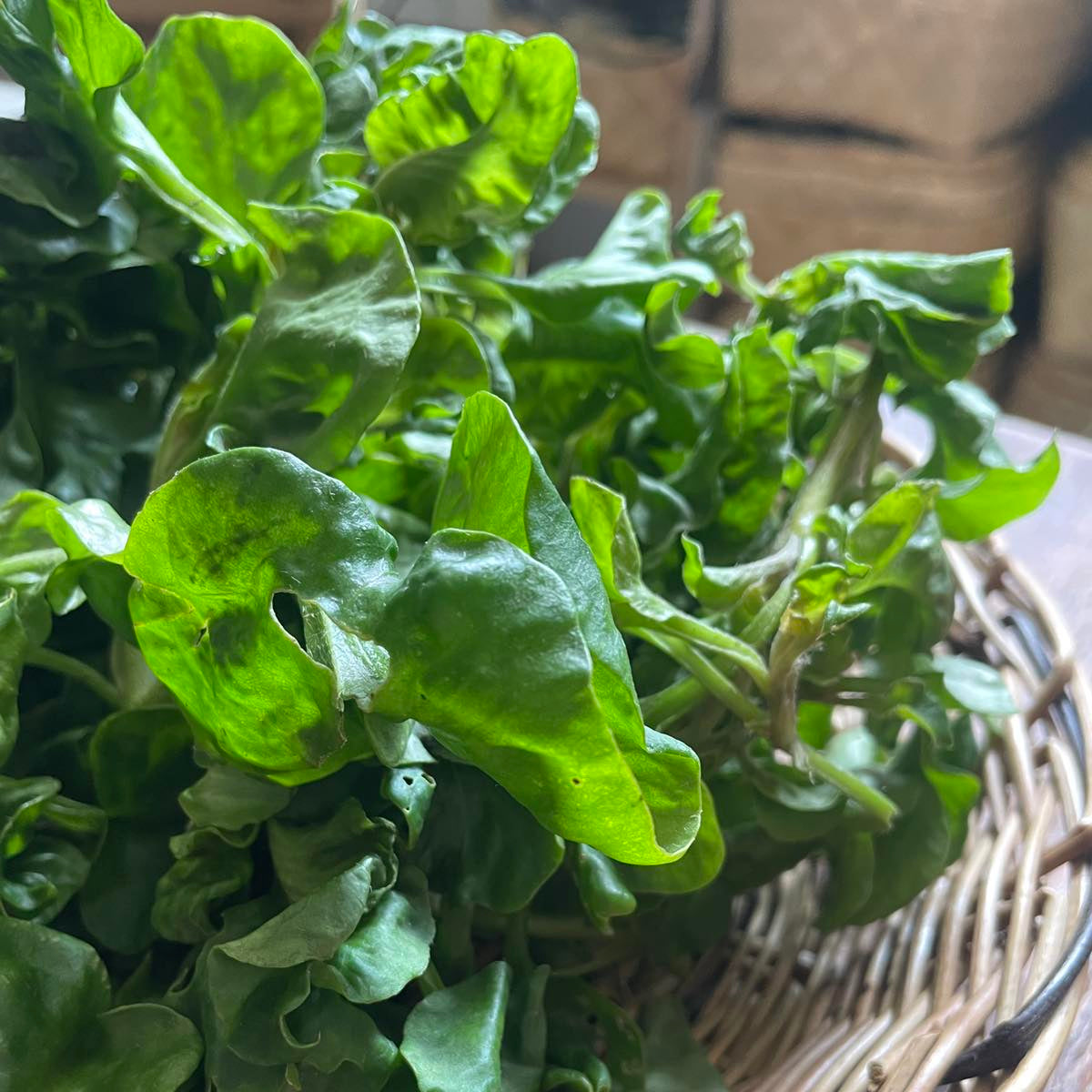 Brazilian Spinach