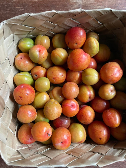Bauko Plums