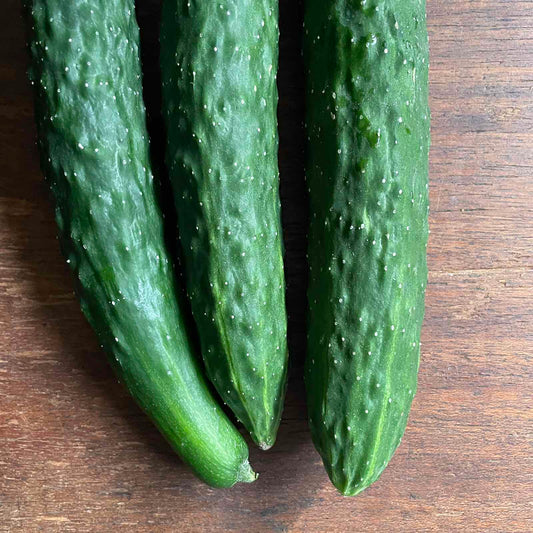 Cucumber