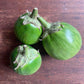 Upland Eggplant