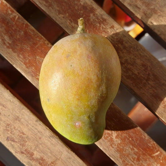 Piko Mango
