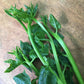 Upland Alugbati - Good Food Community