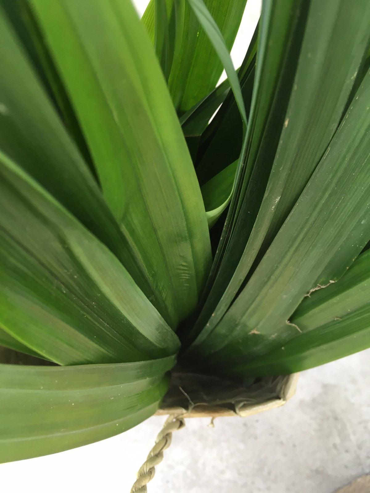 Pandan - Good Food Community